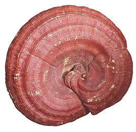 《GTA OL》新内容“犯罪集团”将于7月26日推出